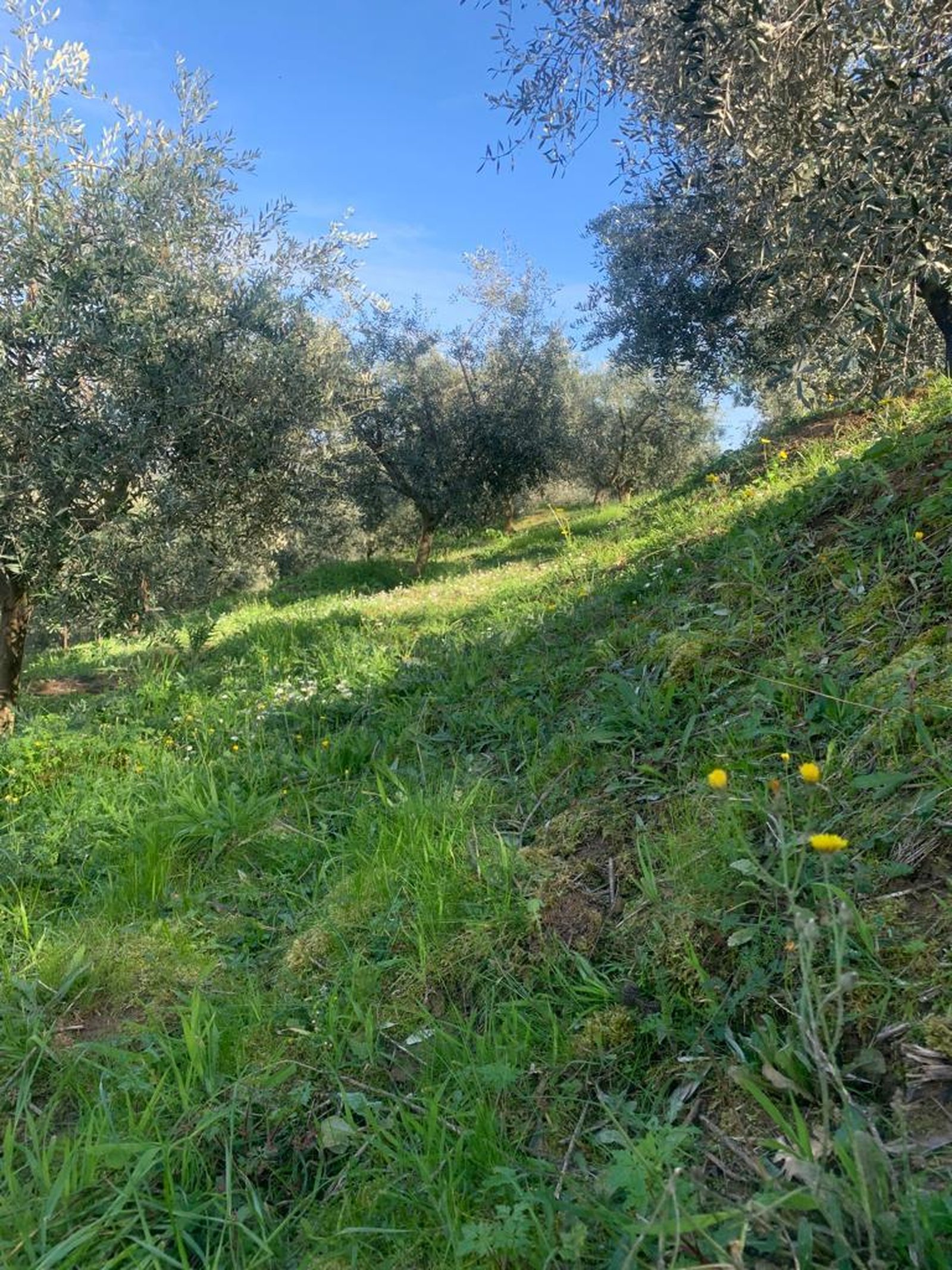 Olivenbäume im Hain