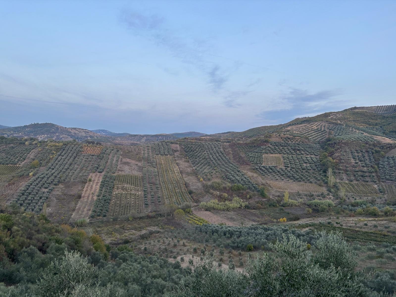 Olivenhain in Pajovë, Albanien